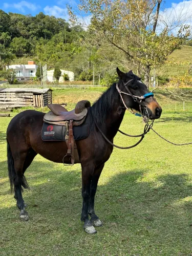 Vendo cavalo