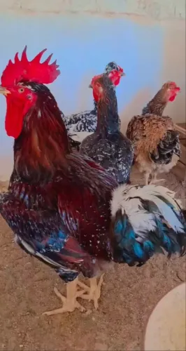 Galo GSB Raça Galinha Sertaneja Balão