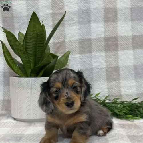 Dachshund Arlequim Pelo longo | Um pacotinho de amor em forma de pelos. Como resistir? 