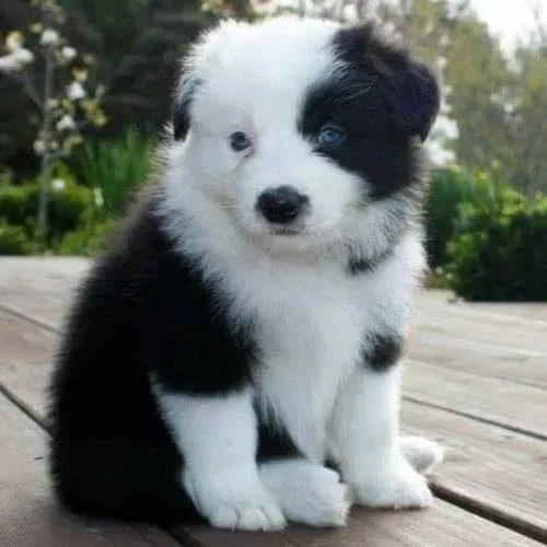 Filhote de Border Collie O Companheiro Inteligente Que Você Procurava