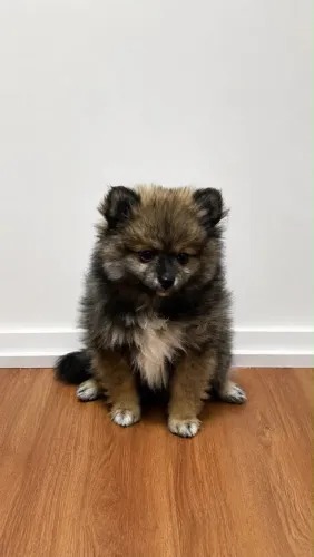 Filhote Lulu
