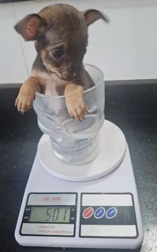 Filhotes de pinscher 