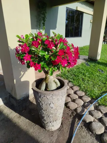 Rosas do deserto arábico