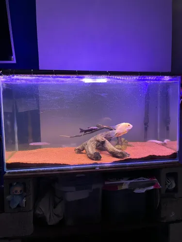 Aquario 180L - só ligar e usar