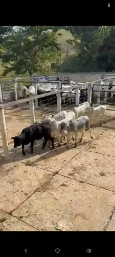 9 Bezerros Nelore 1 bezerro Angus