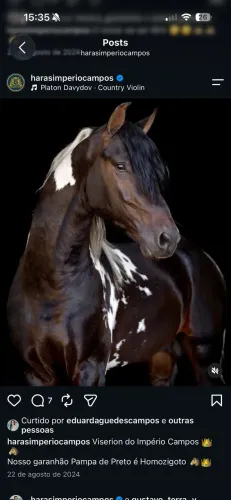 Cavalo pampa mangalarga marchador