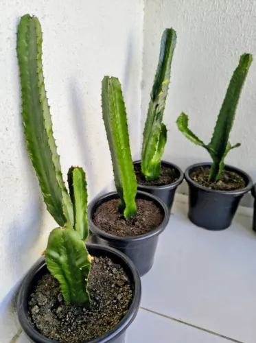 Cactos mandacaru