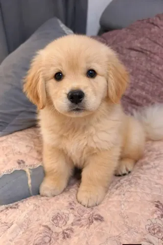 Golden charmoso 