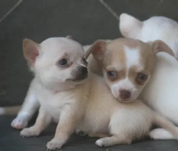 Chihuahua Bebês