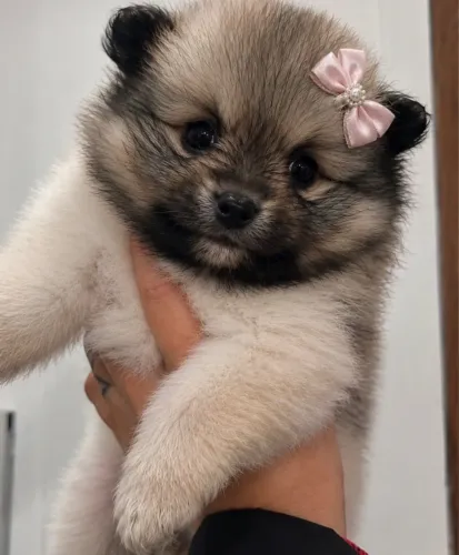Fêmea de Lulu da pomerania Spitz alemão