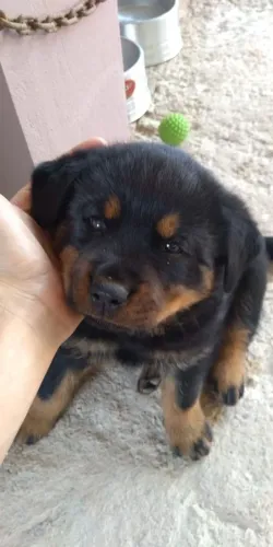 Rottweiler Uma oportunidade interessante para amantes de cães