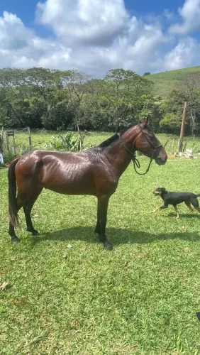 Cavalo
