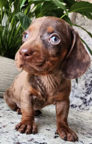 Basset/Salsicha - O Presente Certo Para o Seu Amor!!!
