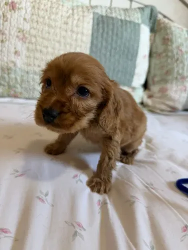 Cocker spaniel carinhoso e alegre 