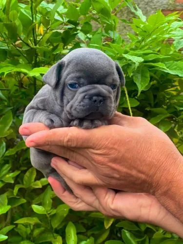 Filhotes de buldogue francês exóticos 
