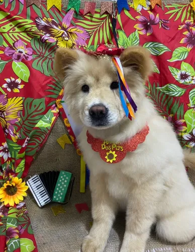 FILHOTE CHOWCHOW