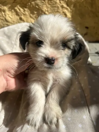 Filhotes de Shih Tzu | Um pet cheio de personalidade.