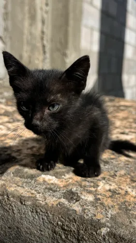 Gato 