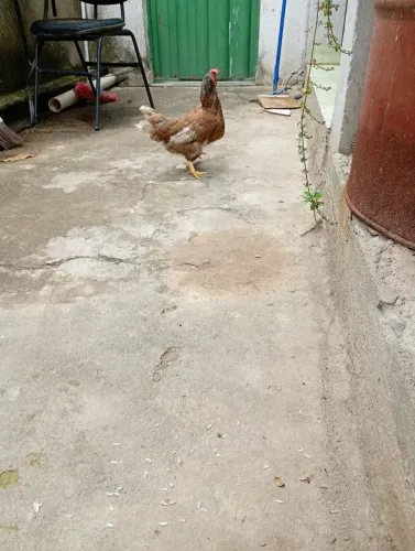 1 galinha e 3 franguinhos