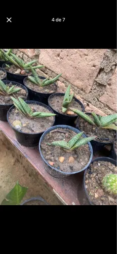 Cactos e suculentas