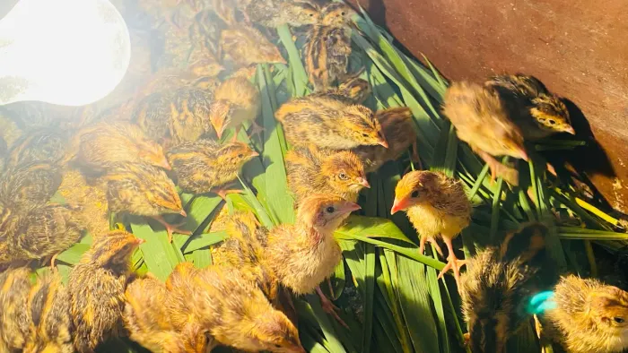 Codornas