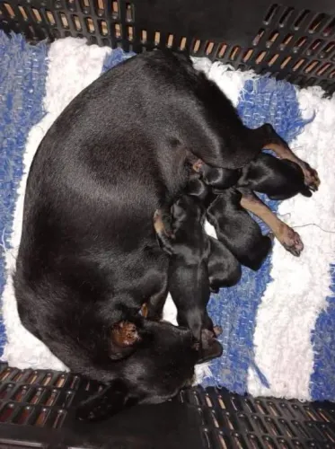 Pinscher zero com um femeas