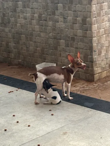 Pinscher macho 50 dias 