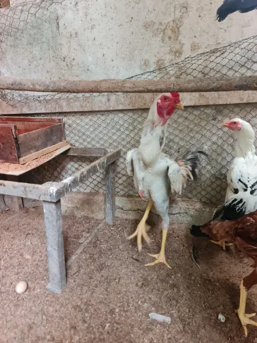 Ovos galados índio gigante e poedeira 