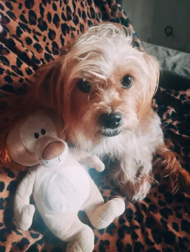 Linda pinscher ? mestiça