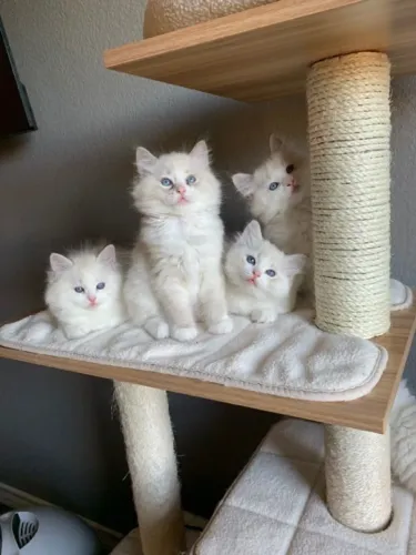 Ragdoll 