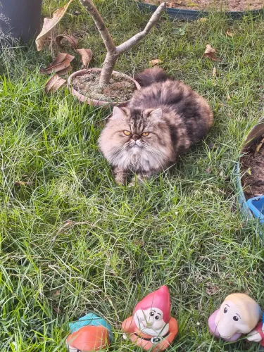 Gata persa