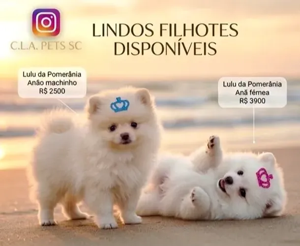 Lindos Lulu da Pomerânia