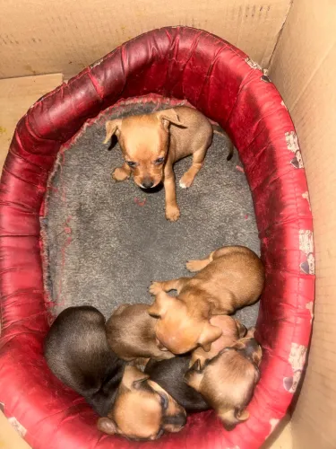 Pinscher tamanho pequeno