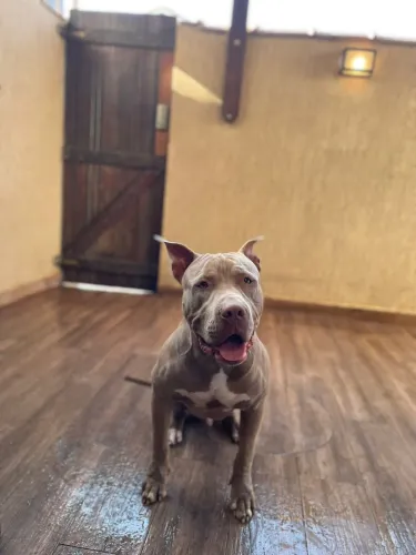 Doa-se um lindo Cão 