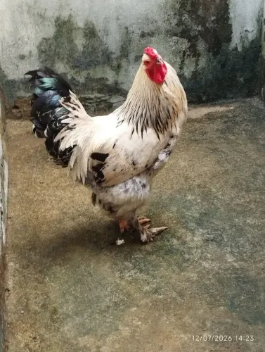 GALO DA RAÇA BRAHMA 
