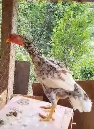 Galinha Índia bico curto?