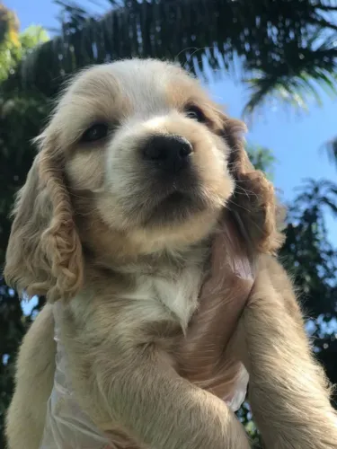 Cocker sapniel lindo