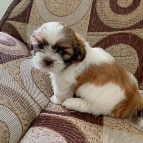 Filhotes de Shih Tzu | Um pet carinhoso para aquecer seu coração.