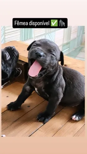 Vendo lindos filhotes de Pitbull
