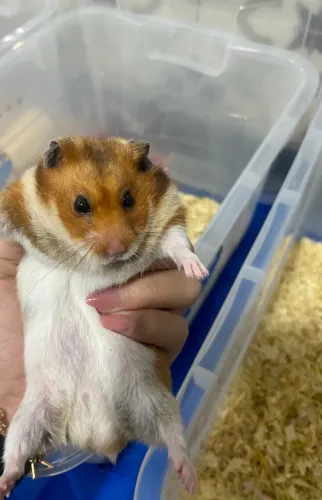 Hamster sírio