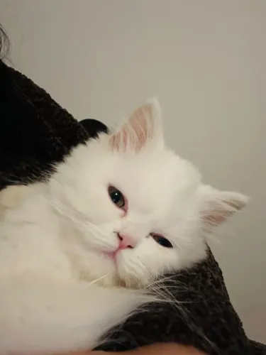 gato persa filhote