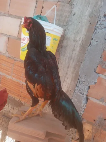 Frango costeiro