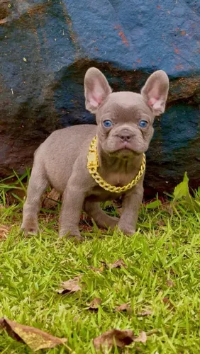 Bulldog Francês, machos de coloração Exótica, Canil O'malley Bull's