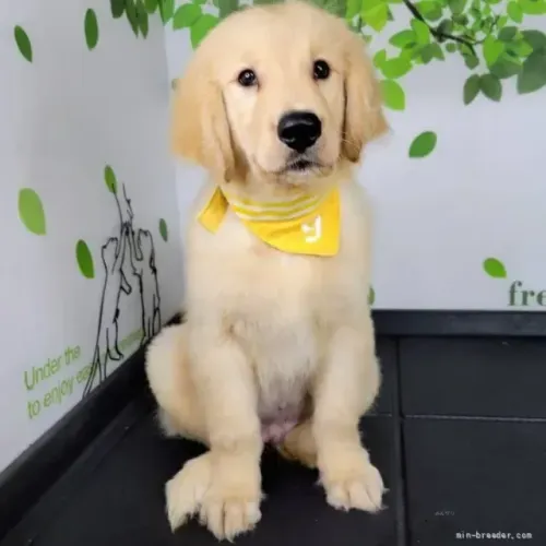 Bebezinho saudável Golden Retriever