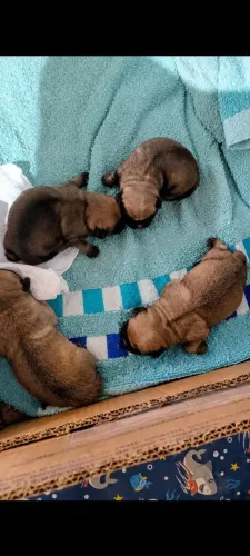 Vendo filhotes de pug