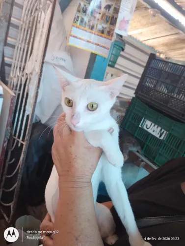 Gata castrada para doação 