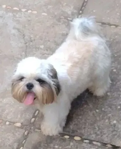 Shitzu macho a venda