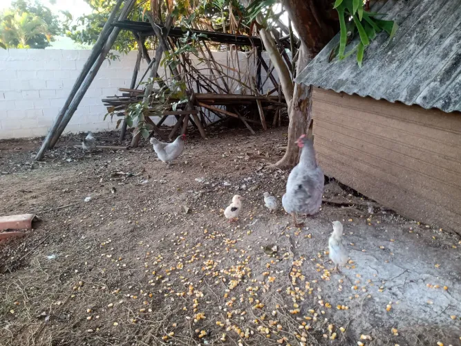 Galinha Lavanda Garnisé 