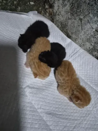 Gatinhos laranjas e pretos