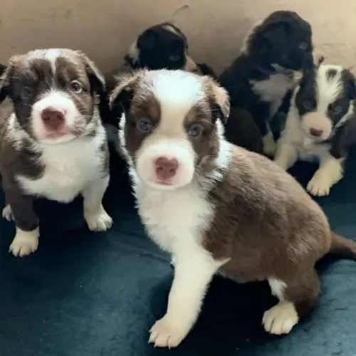 Filhotinhos Border Collie super docil e brincalhao com saude em dia